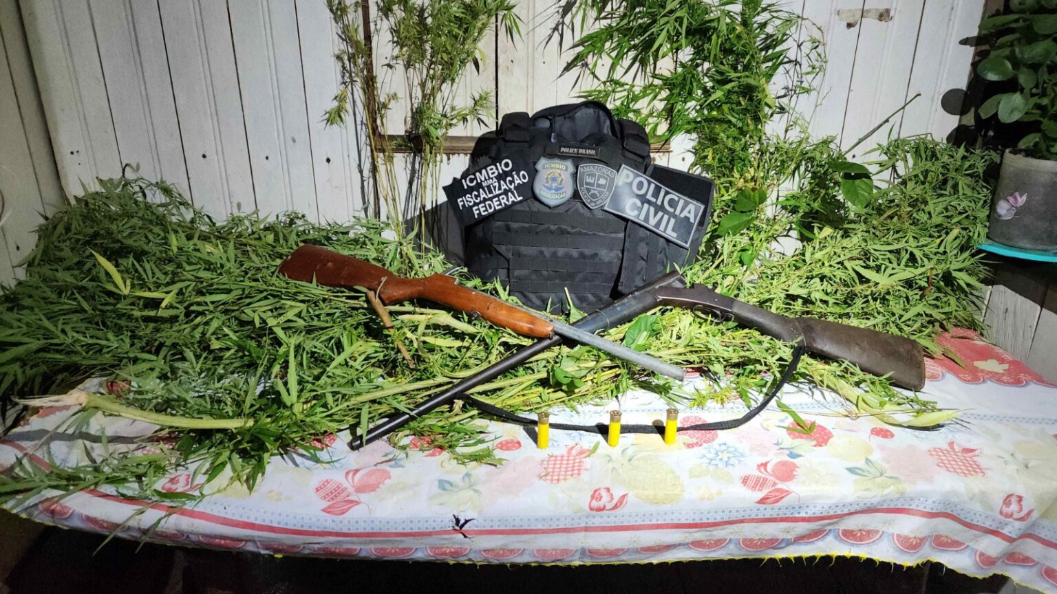 Em Pauini, segunda fase da Operação Brycon apreende nova plantação de maconha em reserva florestal