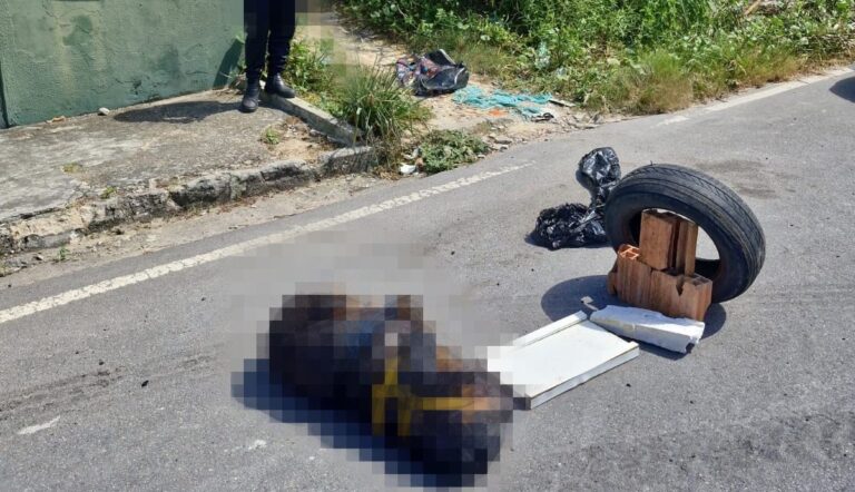 PC-AM busca autor que matou cadela em Manaus e pede colaboração da população