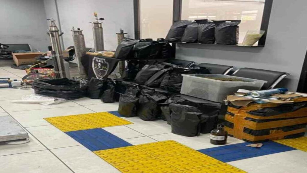 Polícia Militar apreende mais de 84 kg de maconha e prende foragido da Justiça na zona norte de São Paulo