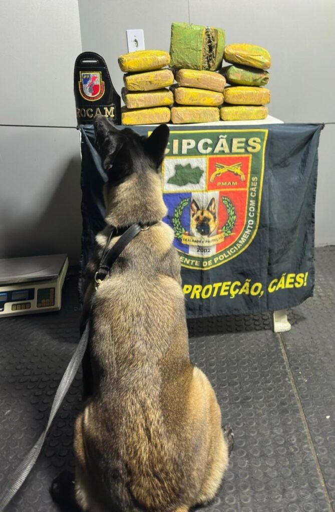 Mulher é presa em flagrante com skunk escondido em sacos de macaxeira em Coari