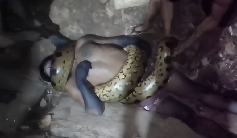 VÍDEO! Indígena morre asfixiado após ataque de sucuri gigante em comunidade