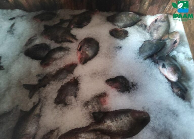 Cinco toneladas de peixe são apreendidas no Educandos