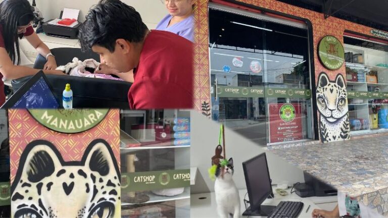 Gato Manauara une loja e clínica e cria centro exclusivo para felinos em Manaus
