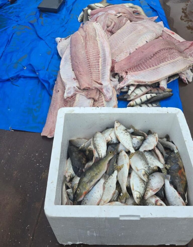 Mais de 1,5 tonelada de pescado ilegal é apreendida pela PM em Barcelos